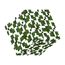 Acacia Leaves