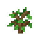 Oak Sapling
