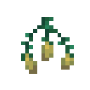 Torchflower Seeds